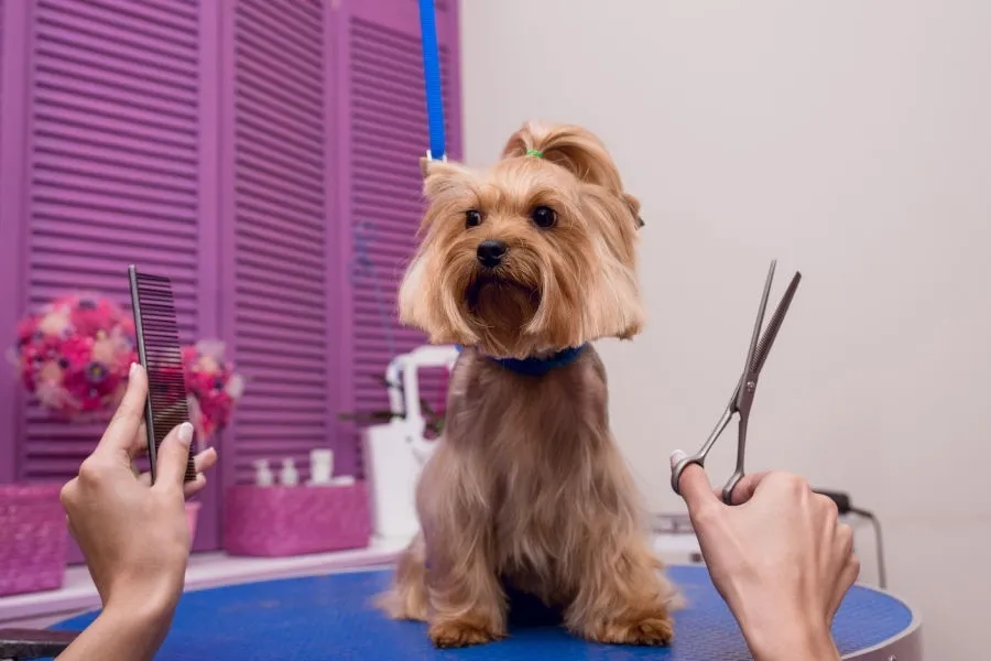 Why Pet Owners Need A Professional Groomer