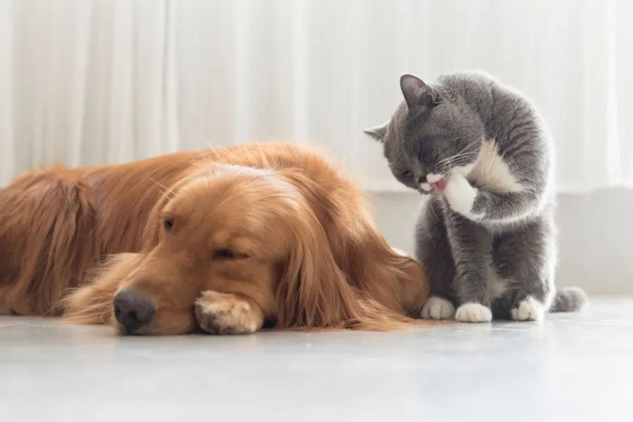 Pet Grooming: All The Benefits & Perks