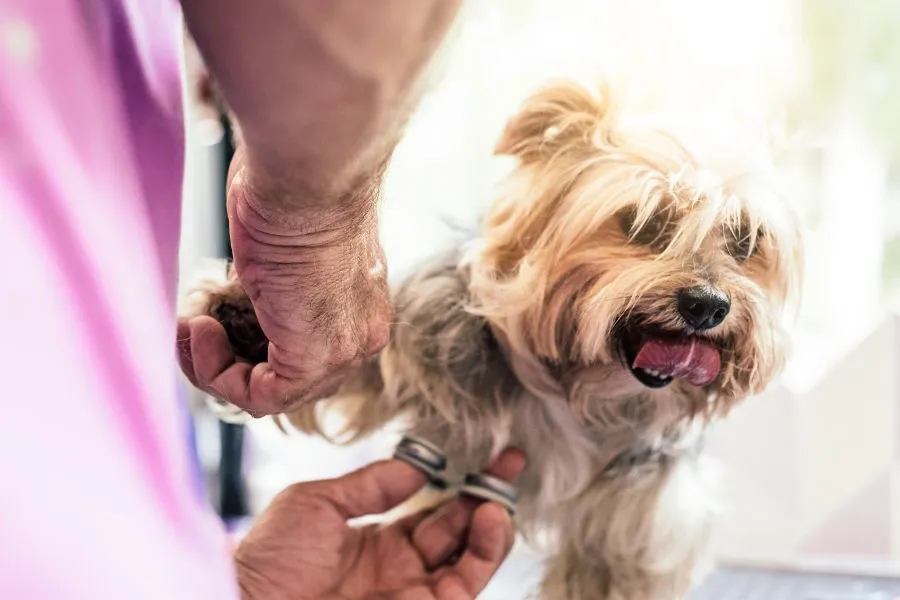 Finding The Right Pet Groomer